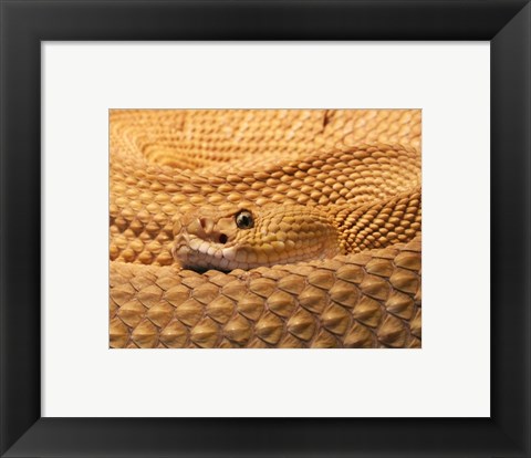 Framed Mexican West Coast Rattlesnake Print
