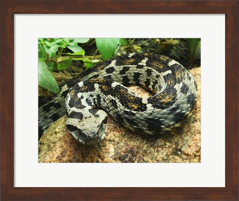 Framed Ocellated Mountain Viper Print