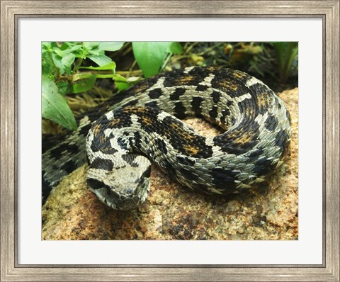 Framed Ocellated Mountain Viper Print