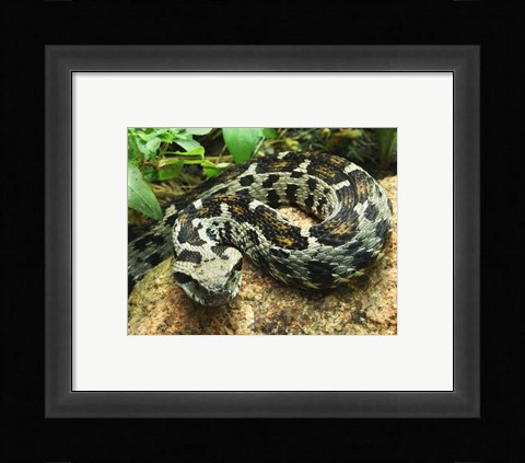 Framed Ocellated Mountain Viper Print