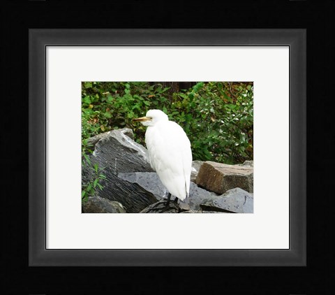 Framed Ostrava Zoo Bubul Ibis Print
