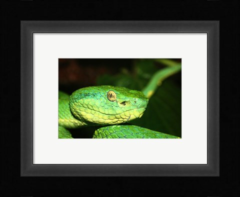 Framed Palm Pit Viper Print