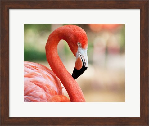 Framed Phoenicopterus Chilensis Fort Worth Zoo, Texas, USA Print