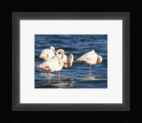 Framed Phoenicopterus Roseus on Walvis Bay Print