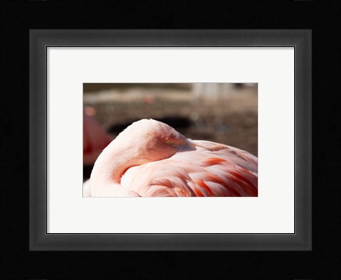 Framed Pink Flamingo Closeup Print