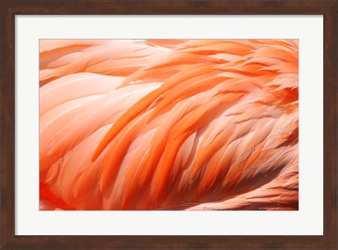 Framed Flamingo Feathers Closeup Print