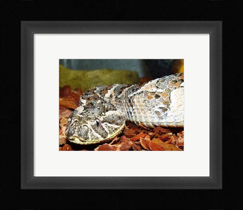 Framed Puff Adder Print