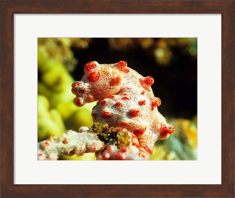 Framed Pygmy Seahorse Print