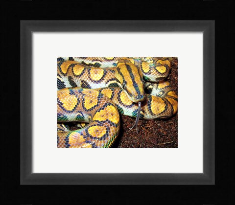 Framed Rainbow Boa Print