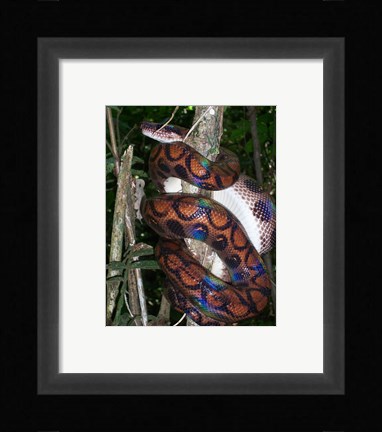 Framed Rainbow Boa Print