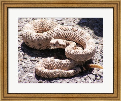 Framed Rattlesnake Print