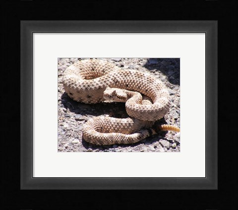 Framed Rattlesnake Print