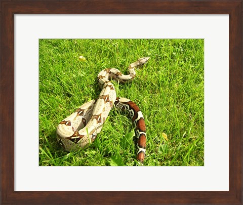 Framed Red Tail Boa Constrictor Print