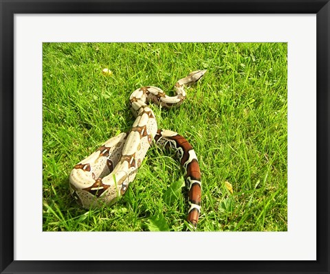 Framed Red Tail Boa Constrictor Print