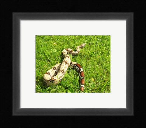 Framed Red Tail Boa Constrictor Print