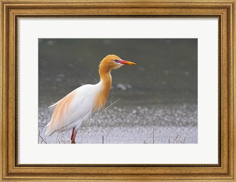 Framed Red-Flush Cattle Egret Print