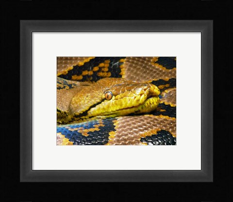 Framed Reticulated Python Print