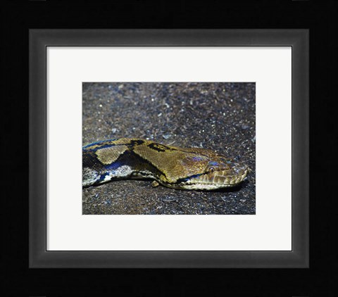 Framed Reticulated Python Head Print