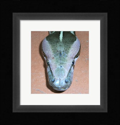 Framed Rock Python Head Print