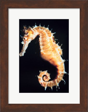 Framed Seahorse In Color Print