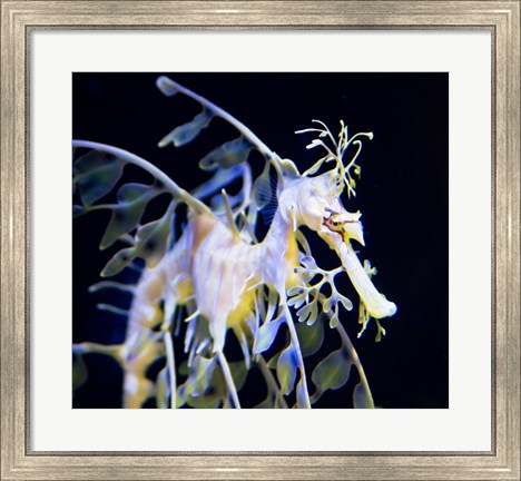 Framed Seahorse Photograph Print