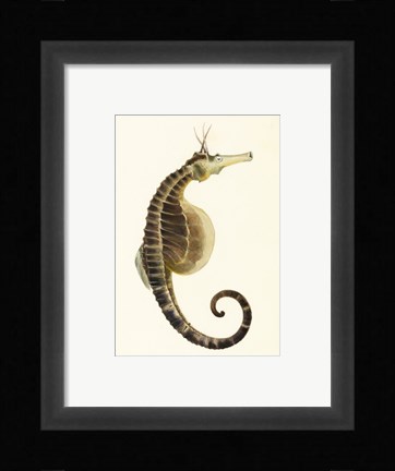 Framed Sketchbook of Fishes, Pot Bellied Seahorse Print