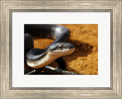 Framed Sunlit Snake Print