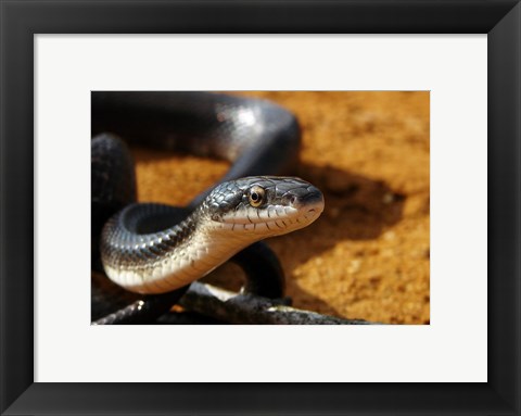 Framed Sunlit Snake Print