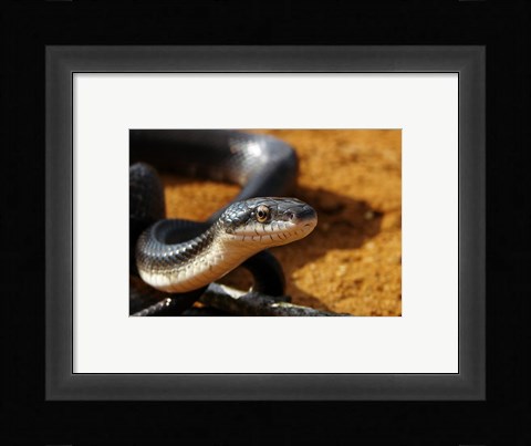 Framed Sunlit Snake Print