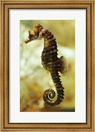 Framed Tan Seahorse Print