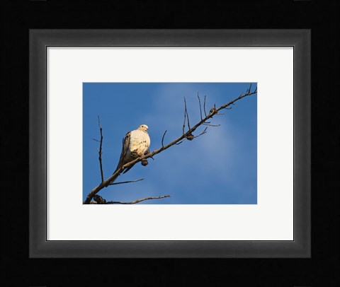 Framed Dove Above Print