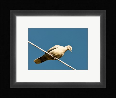 Framed Early Evening Eurasian Collared Dove Print