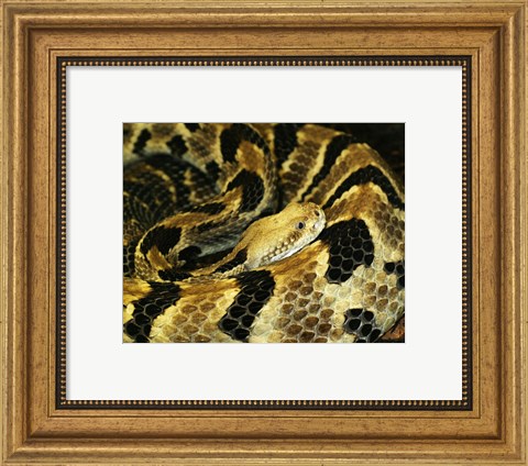Framed Timber Rattlesnake Print