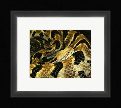 Framed Timber Rattlesnake Print