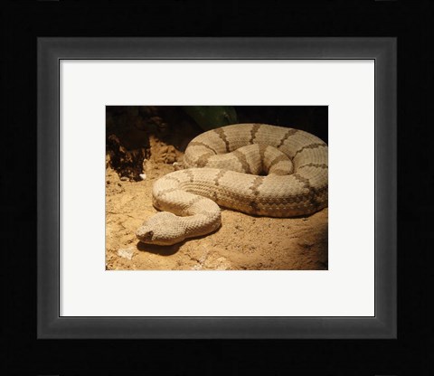 Framed Viper photograph Print