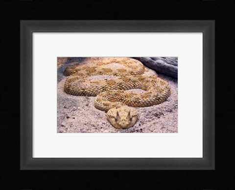 Framed Viper Print