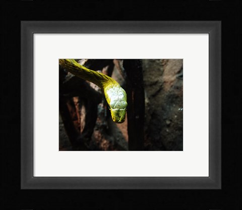 Framed Western Green Mamba Print