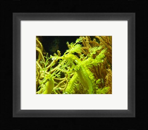 Framed Wilhelma Grne Seepferdchen - up close Print