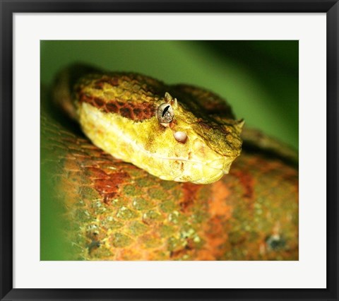 Framed Yellow Eyelash Viper up close Print