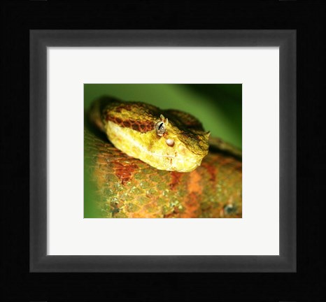 Framed Yellow Eyelash Viper up close Print