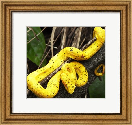 Framed Yellow Eyelash Viper Print