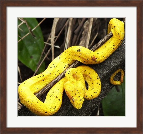 Framed Yellow Eyelash Viper Print