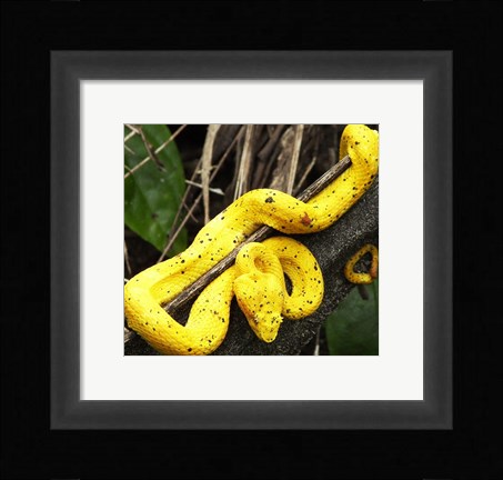 Framed Yellow Eyelash Viper Print