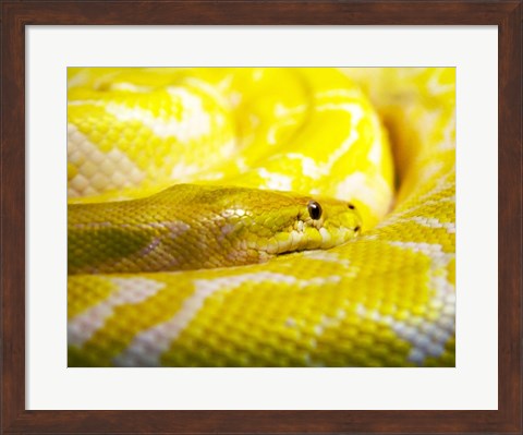 Framed Yellow Python Print