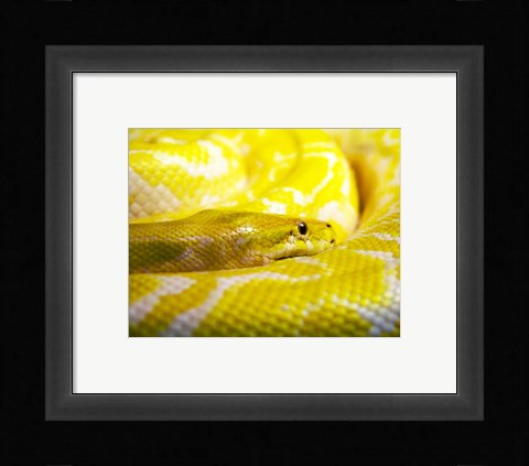 Framed Yellow Python Print