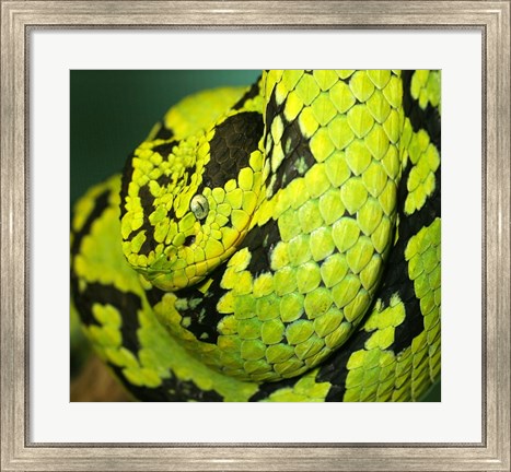 Framed Yellow Blotched Palm Viper Print