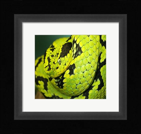 Framed Yellow Blotched Palm Viper Print