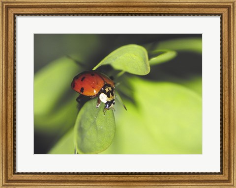 Framed Close-up of a ladybug on a leaf Print