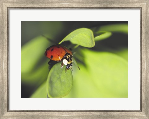 Framed Close-up of a ladybug on a leaf Print