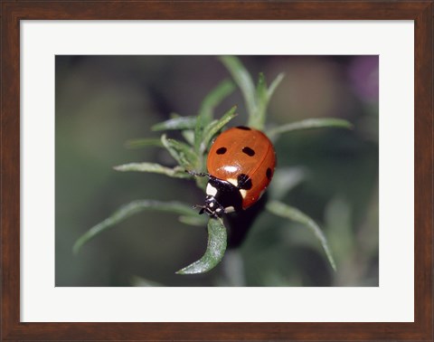 Framed Close-up of a ladybug on leaves Print